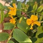 Platypodium elegans Flower