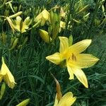 Hemerocallis lilioasphodelus Hábito