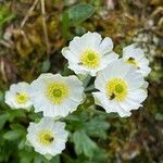 Ranunculus alpestris Fleur