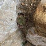 Sempervivum minutum Hoja