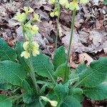 Primula elatior Habitus