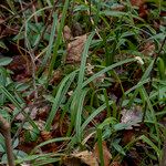 Carex pilosa Frunză