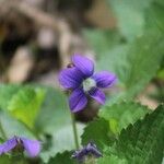 Viola × melissifolia Flower