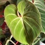 Philodendron gloriosum Levél