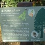 Sequoiadendron giganteumعادت داشتن