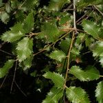 Quercus chrysolepis Yaprak