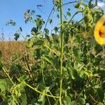 Abutilon hirtum പുഷ്പം