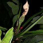Syngonium schottianum Other