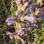 Phelipanche purpurea Fula