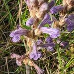 Orobanche purpurea Flors