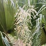 Brahea edulis Fula