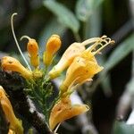Oxera coronata Çiçek
