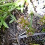 Oenanthe globulosa Kvet