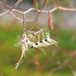 Epilobium brachycarpum Gyümölcs