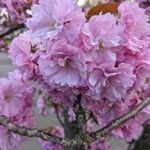 Prunus serrulata Blüte