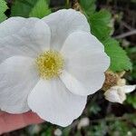 Rubus deliciosus Blomma