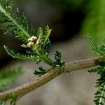 Achillea nobilis Hoja