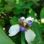 Neomarica gracilis 花