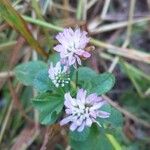 Trifolium resupinatum Квітка