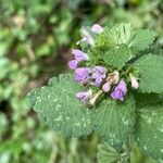 Ballota nigra Fiore