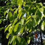 Camptotheca acuminata Blatt