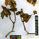 Rhododendron campanulatum Άλλα