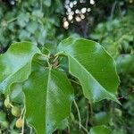 Prunus ilicifolia Leaf