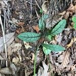 Hieracium venosum Leaf