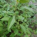 Acalypha australis Habit