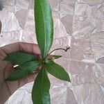 Ceiba pentandra Leaf