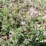Astragalus nuttallianus ফুল