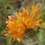 Crepis aurea Sonstige