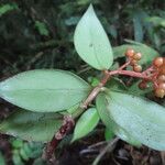 Notopleura epiphytica Hostoa