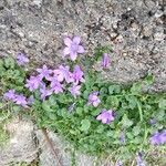 Campanula portenschlagianaFolio