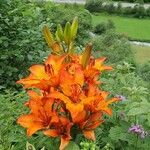 Lilium bulbiferumFlower