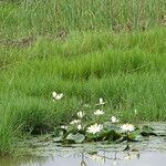 Nymphaea lotus Blodyn