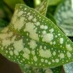 Pulmonaria saccharata Leaf