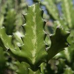 Euphorbia lactea Folio