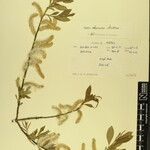 Salix obscura その他の提案