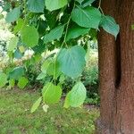 Tilia × euchlora Habit