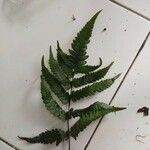 Dryopteris cristata Leaf