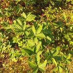 Rubus polonicus Leaf