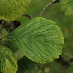 Crataegus punctata Leaf