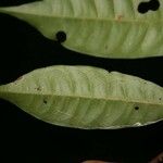 Iryanthera sagotiana Liść