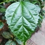 Hibiscus schizopetalus Leaf