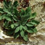 Campanula petraea 形態