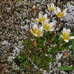 Saxifraga bryoides Hàbitat