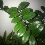 Zamioculcas zamiifolia List