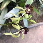 Prosthechea cochleata 花