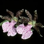 Zygopetalum maculatum 花